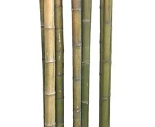 Bambusrohr 180cm naturfarben