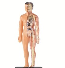 Anatomie Modellbausatz