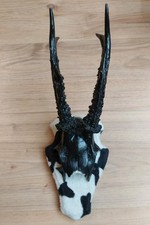 Rehgeweih als Kunstobjekt mit Holztafel ca 20 cm Schwarzes Geweih - Kuh