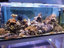 Meerwasseraquarium komplett mit Technik und Besatz wegen Hobbyabgabe