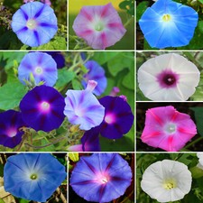 PRUNKWINDE RANKENDE MISCHUNG