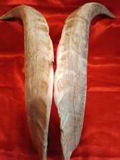 ECHTE GEWEIH ,HÖRNER vom  Steinbock, Ziegenbock, Ziege (cod.4)  Gesamtlänge der