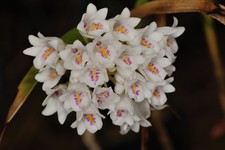 Neobenthamia gracilis
