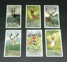 6 Sammelbilder Kaufmannsbilder Gartmann Serie 231 ,,Brustbilder v.Damwild"