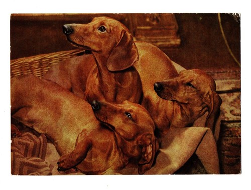 Ddr ansichtskarte dackel hunde - ansichtskarte,