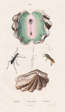 Tridacna Riesenmuschel