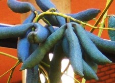 SAMEN Blaugurke Blauschote