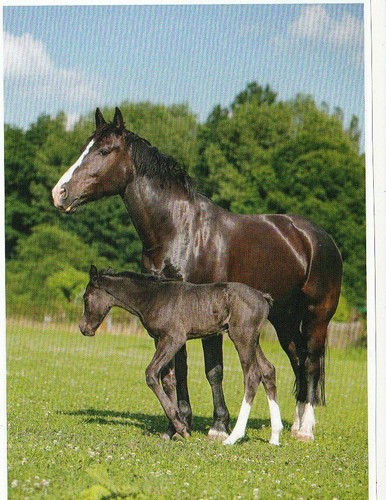 Pferd horse - ,