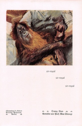 Orang utan max slevogt - orang,