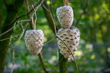 Gefüllte Pinienzapfen 4x