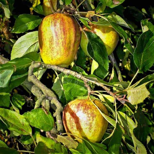 Apfelbaum finkenwerder - apfelbaum,