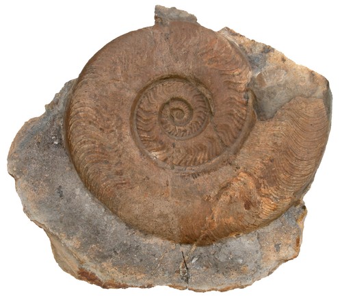 Lias harpoceras serpentinum - ,