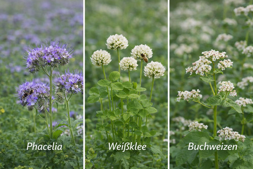 Phacelia weißklee - phacelia,