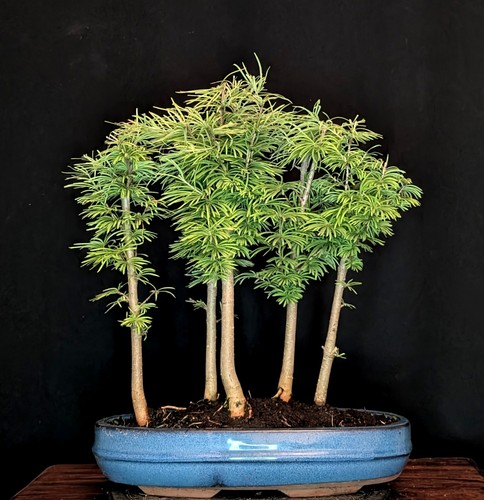 Bonsai goldlärche pseudolarix - goldlÄrche,