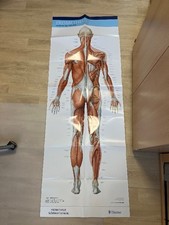 PROMETHEUS LernPoster Anatomie