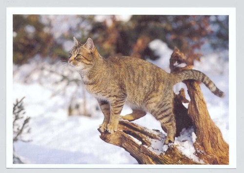 Postkarte katze - 1,