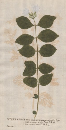 Nyctanthes jasmin jasmine - nyctanthes,