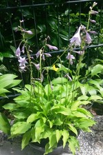 Mini Hosta Funkie "Lemon Lime"