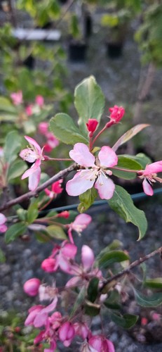 Malus hybrida red - hybrida, 'red