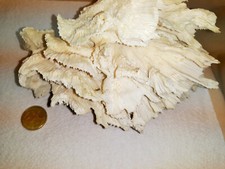 Weiße Koralle natürliche Weiße Korallenbaum  Vintage Deko