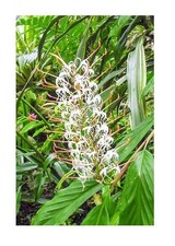 5x Hedychium gracile