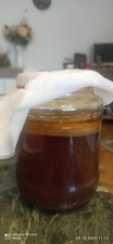 Kombucha Teepilz ca. 30-50 gr