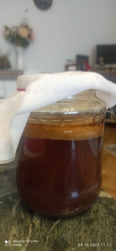 Kombucha teepilz 85 - teepilz, ca.