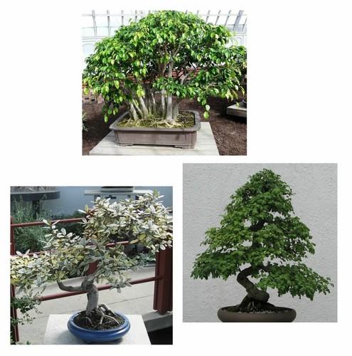 Samen bonsai 3er - bonsai, 3er-set
