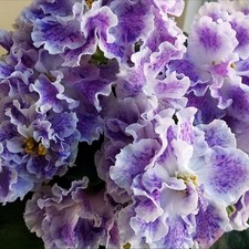 Saintpaulia Usambaraveilchen