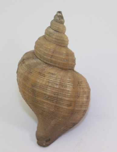 Schnecke neptunea contraria - neptunea,
