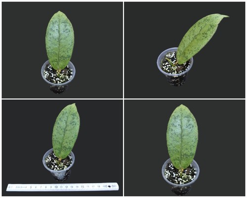 Hoya borneo silver - sp.,
