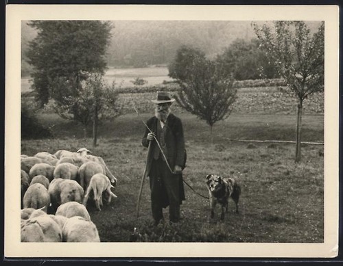 Fotografie betagter schäfer - fotografie,