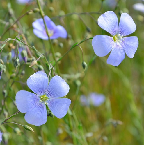 Lein blau linum perenne - -,