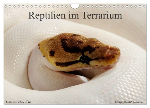 Reptilien terrarium - reptilien,