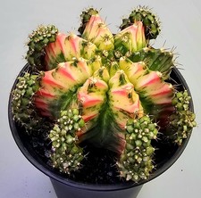  Sehr schöner Gymnocalycium