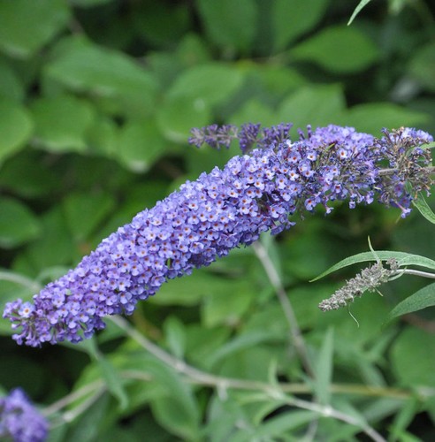 Schmetterlingsflieder summer - schmetterlingsflieder,