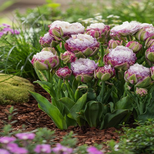 Tulpen blumenzwiebeln zwiebeln - tulpen,
