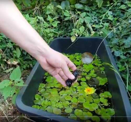 Gelbe zwergseerose - gelbe,