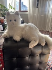 FurReal Friends Hasbro Katze weiß liegend funktionsfähig