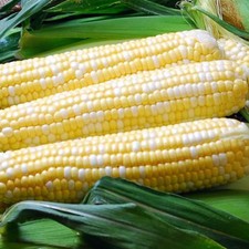Ambrosia Sweet Corn Seeds