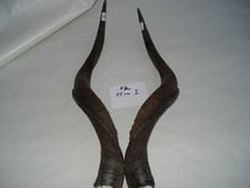 Kudu Hörner Schläuche