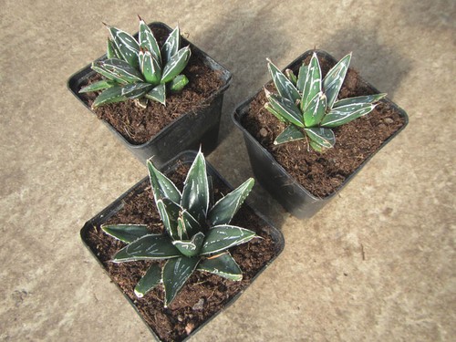 Agave victoria reginae - victoria-reginae,