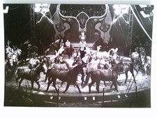 Staatszirkus der DDR, Günter und Rosemarie Dorning, Pferdefreiheit, AK, u 530768