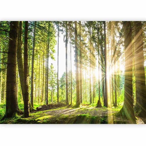 Wald landschaft vlies - wald,