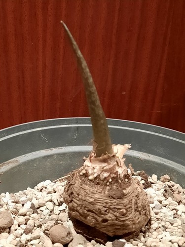 Sauromatum venosum neue - , voodo
