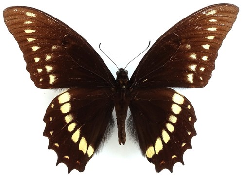 Papilio menatiuscoroebus male - papilio,