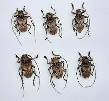 6x Cerambycidae ssp., A2/B, 16