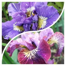 2 Sorten gefüllte  Iris sibirica Pompom Schwertlilie Blume Ableger Teich Staude