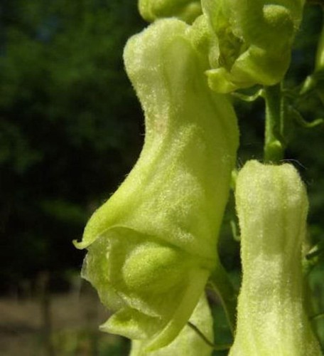 Gelber eisenhut aconitum - eisenhut,