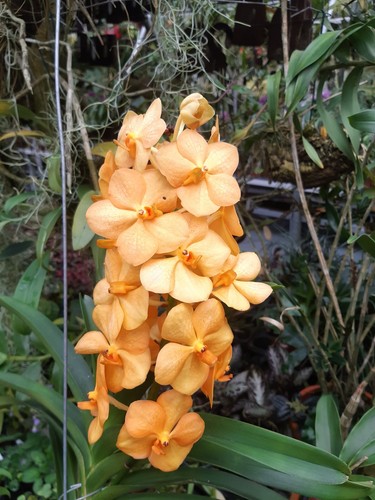 Orchidee vanda hybride natcha - vanda-hybride,